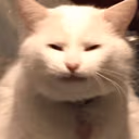 cattired emote