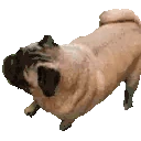 Pugnado emote
