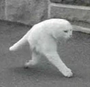 Sinkopeso emote