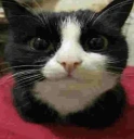 meowmeowmeow emote