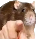 PointingRat emote
