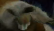 xd emote