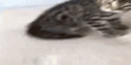 watafaki4 animated emote