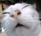 luh emote
