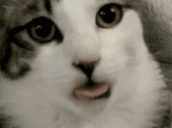 Suckle animated emote