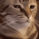 meh animated emote