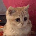 catnick2 emote
