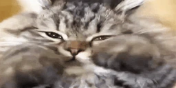 catkoldyn emote