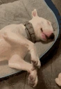 goodnight emote