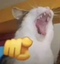 AHAHAHAAHAHAYOUIDIOT emote