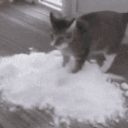 CatColumbia animated emote