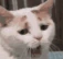 catyawn emote