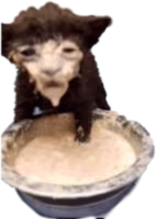 lost_in_sauce_cat emote