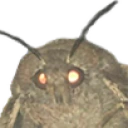 MothCheck emote