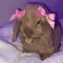 bunny emote