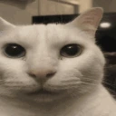 catDespairing emote