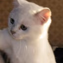Slap_cat emote