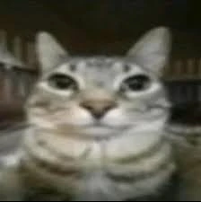 gato1 emote