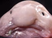 Blobfish emote
