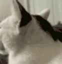 Ayo emote