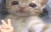 qq emote