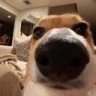 AnyConv emote
