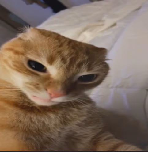 angrycat emote