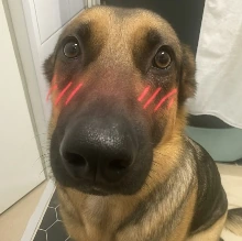 blushingdogwhiningdogmemehmhmhmm emote