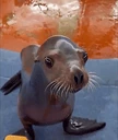 SeaLionDance emote