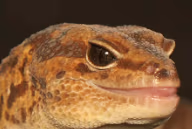ChadAFTGecko emote
