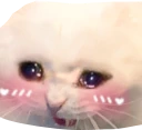 crycatblush emote