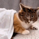 MYAAAAA emote