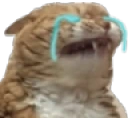 AUGH emote