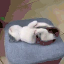 kittencatsleepinglyingdownrestingweirdlyinaweirdpositionwhilehol emote