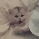 wokege emote
