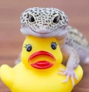 LeopardGeckoOnDuckie emote