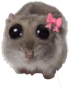 hamster_bow emote
