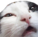 catS static emote