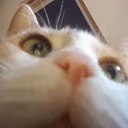 CE_look2 emote