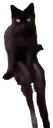 catsit emote