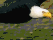 eagle emote