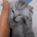 THEVOICES emote