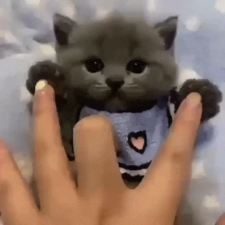 Kitten emote