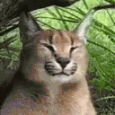FloppaSleeper emoji