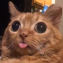 CE_Blep5 emote