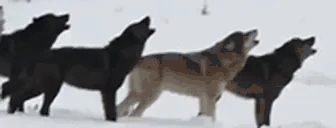 wolfpack emoji