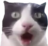 astonished_cat emote