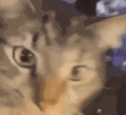 cho emote