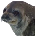 annoyed_seal emoji