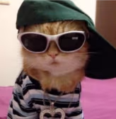 cat emote